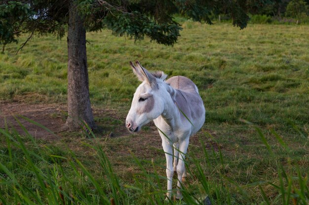 Photo side view of cute dove grey and white contentin donkey standing shyly in field