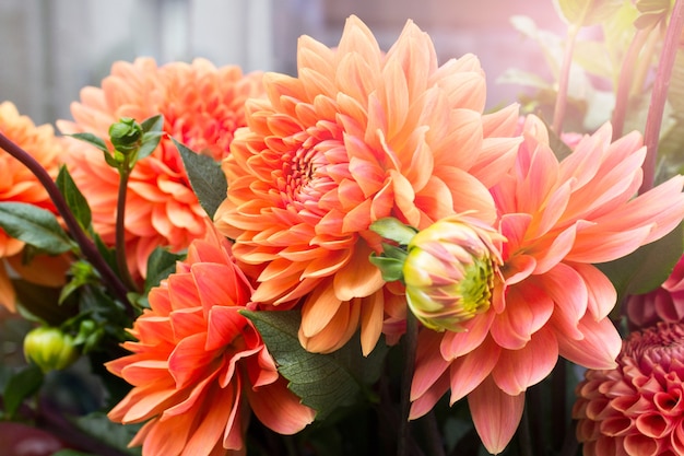 Side view of Dahlia orange flowers in random messy bouquet Photo with lens flare