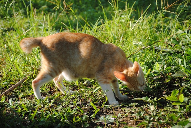 Side view of a dog eating grass