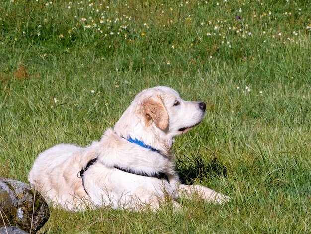 Side view of a dog lying down on grassy field. Dog with harness lying down on a meadow looking away.