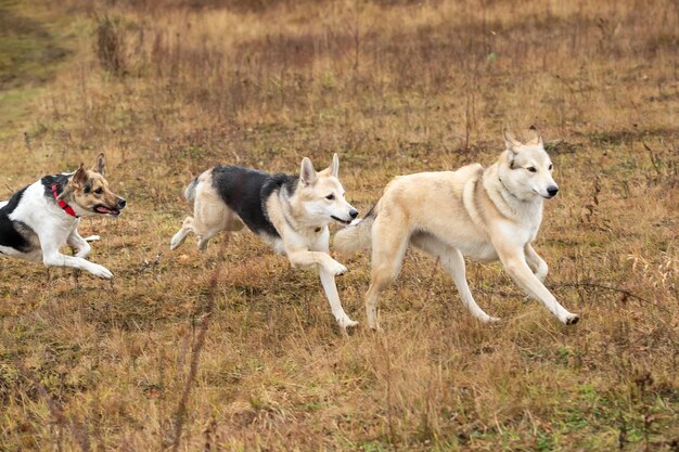 Side view of domestic mixed breed dogs playing and running at countryside in autumn day