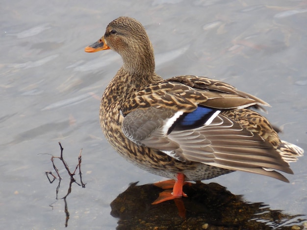 Photo side view of a duck in lake