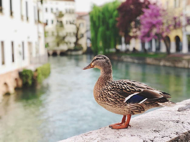 Photo side view of duck perching on retaining wall by canal in city