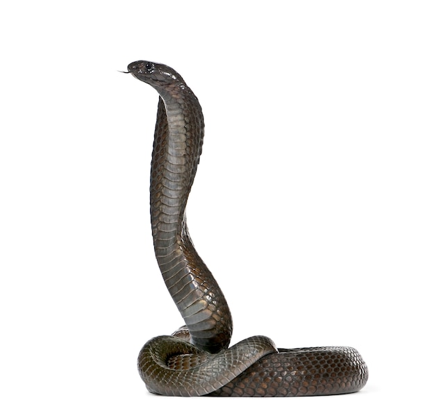 Side view of Egyptian cobra, Naja haje isolated