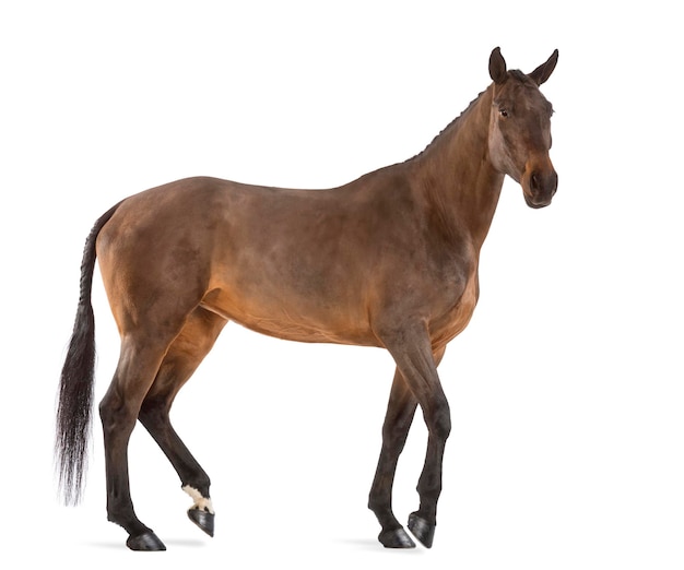 Side view of a Female Belgian Warmblood BWP 4 years old with mane braided with buttons against white background