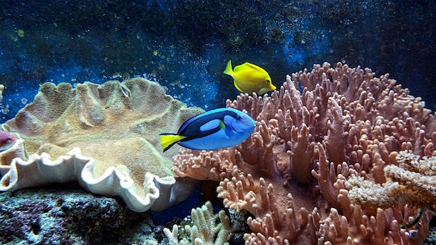 Photo side view of fish swimming underwater in aquarium