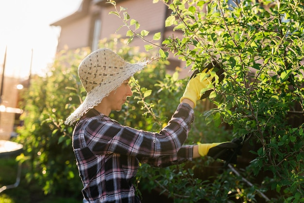 Side view of focused young caucasian woman gardener cuts unnecessary branches and leaves from tree with pruning shears while processing an apple tree in the garden Organic gardening concept