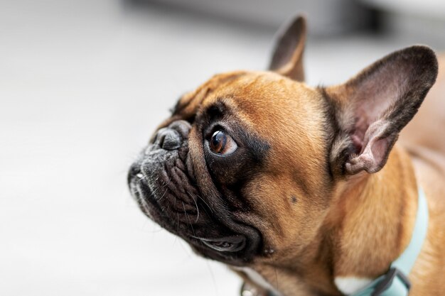 Side view of French bulldog standing and looking away. Indoor, pet concept, portrait