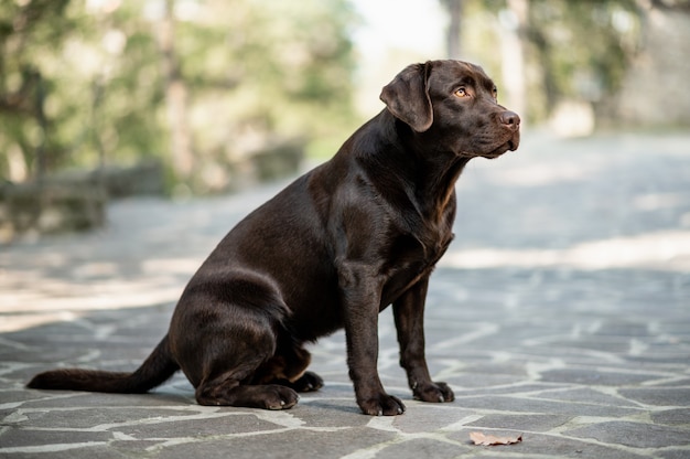 Side view of Full body chocolate Labrador Retriever sitting and looking ahead during obedience training.