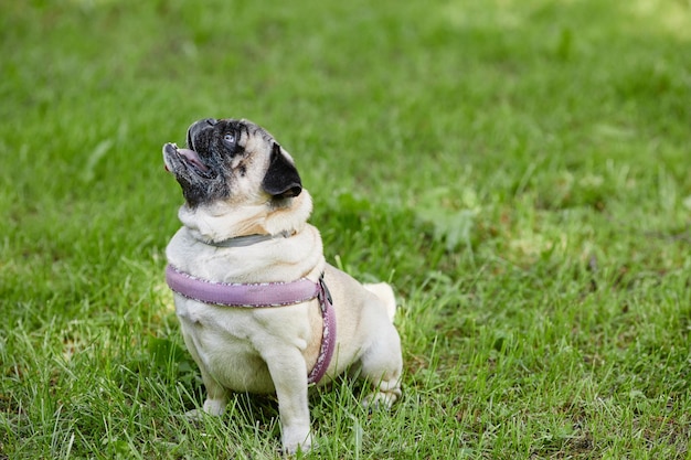 Side view full length portrait of cute pug dog sitting on green grass in park and looking up copy sp