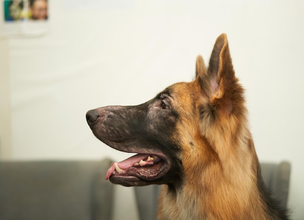 Side view of a German Shepherd puppy sitting in a room in a typical house.