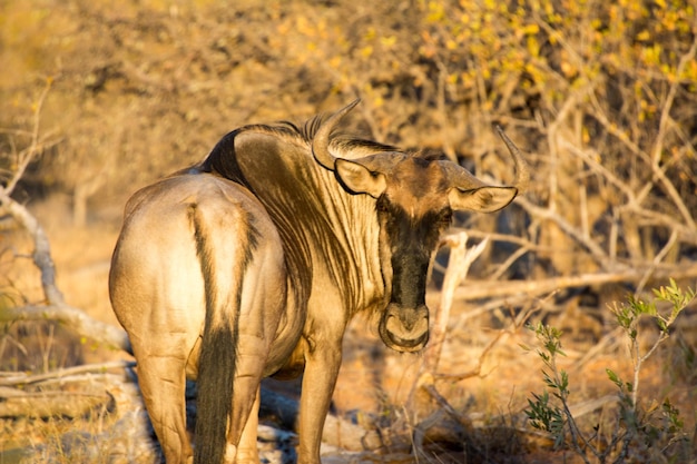 Photo side view of a gnu on land