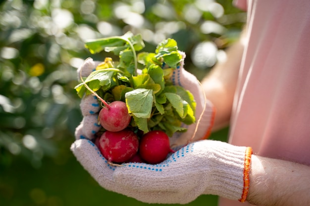 Side view hands holding radishes