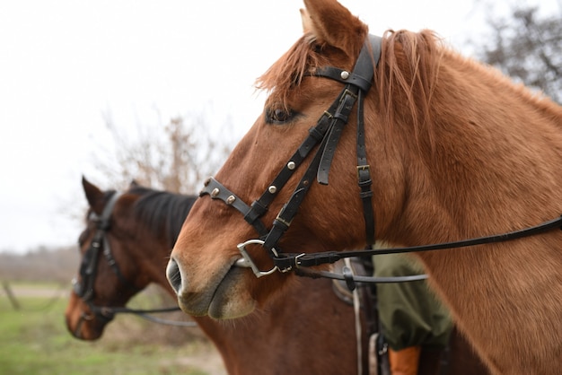 Side view of horses