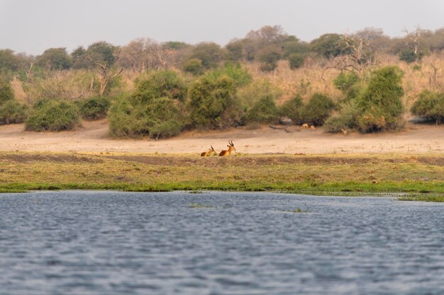 Photo side view of impalas on road