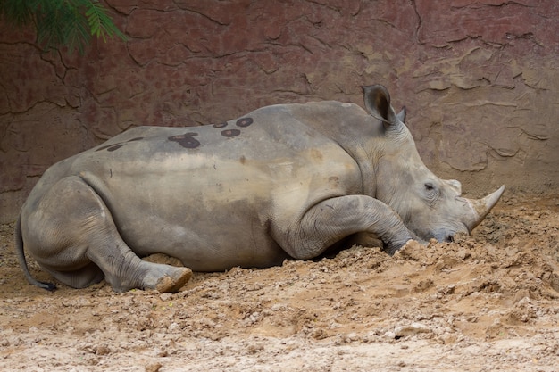 Side view of large white rhino sitting on the ground