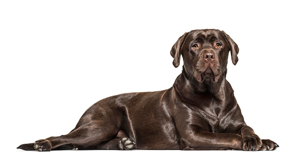 SIde view of a lying down Chocolate Labrador isolated on white