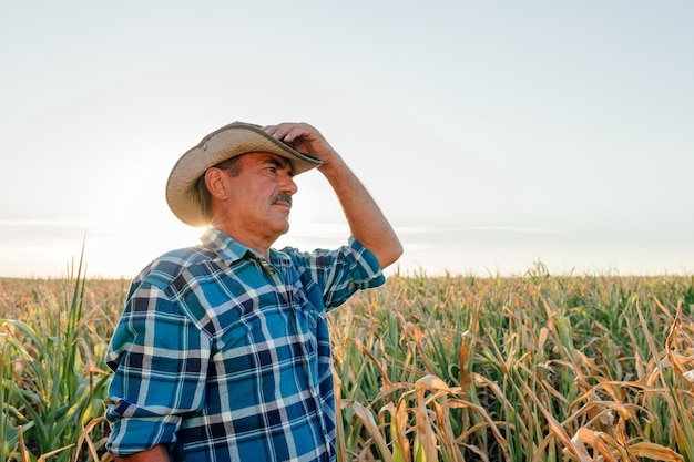 Side view of a mature farmer sitting in the cornfield cornfield at sunset