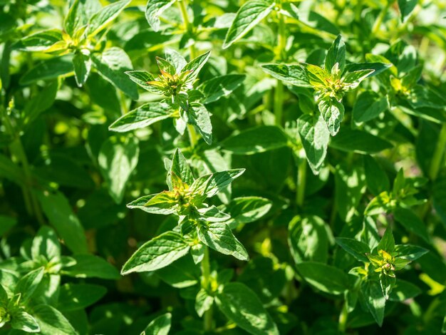 Side view of a mint bush with green leaves for drinks tea and cocktails or cosmetic products