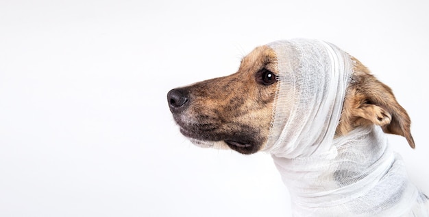 Side view of mongrel dog with bandage on his head on a white background