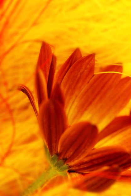 Side view of orange flower with stem and petals