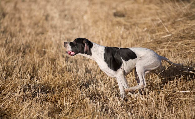 Side view of pointer