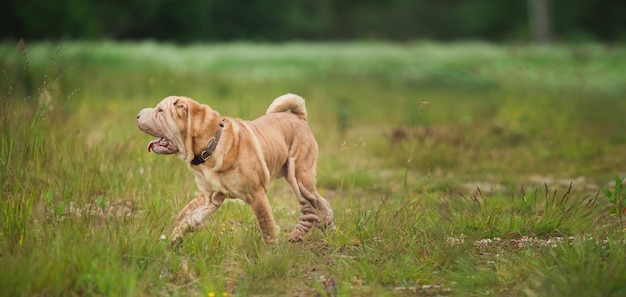 Side view at a Shar pei breed dog on a walk in a park