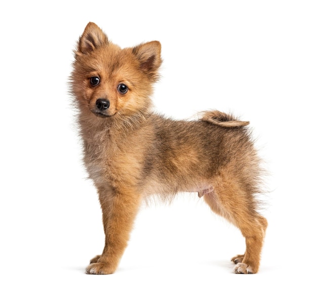 Side view of a Standing Pomeranian isolated on white