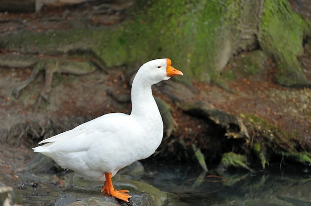 Side view of white goose close up .