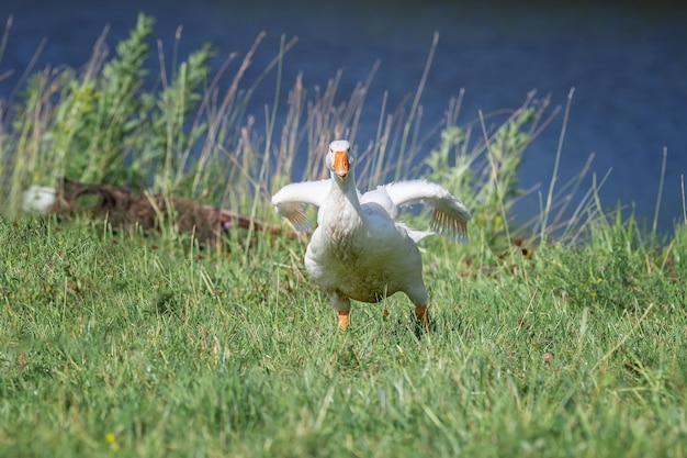 Side view of white goose standing on green grassx9