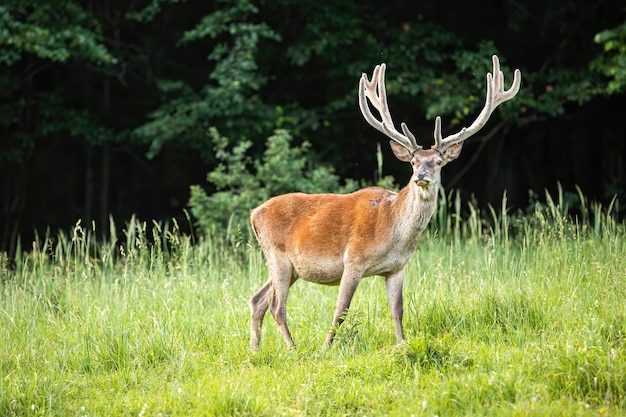 Side view of wild deer stag with antlers in summertime in spring forest