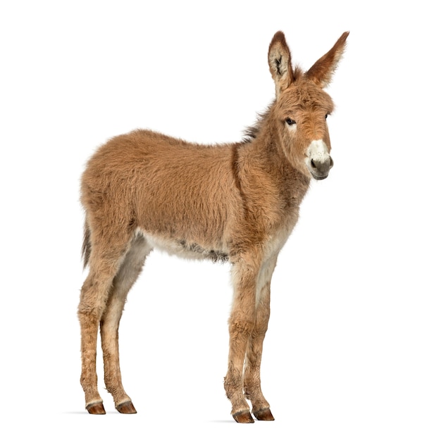 Side view of a young Provence donkey, foal isolated on white