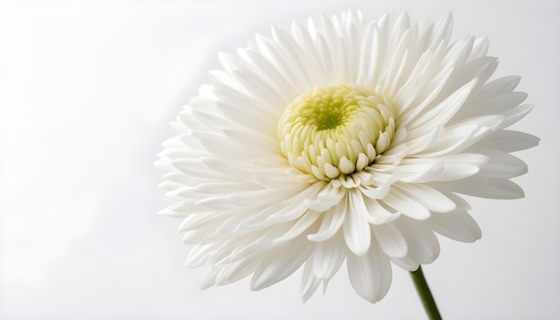 Side of white chrysanthemum flower isolated on white