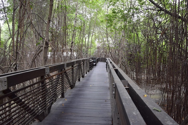 Sidewalk with high railings through the forest in the Historic Park of Guayaquil Ecuador