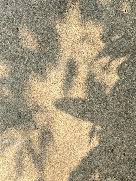 A sidewalk with a shadow of a plant on it