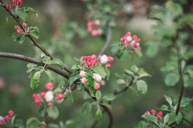 Sievers apple tree a type of apple tree 2995