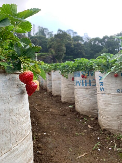 A sign on a white bag that strawberry