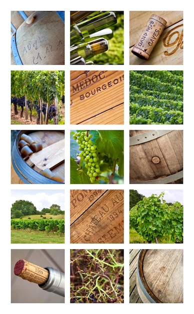 Signs and vines of viticulture topic