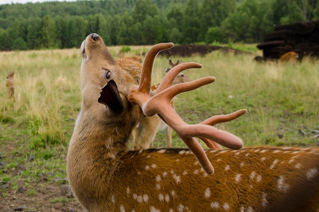 Sika deer walks in the reserve in summer Tourism in Russia Travel to nature