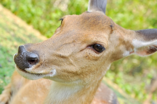 Sika deer