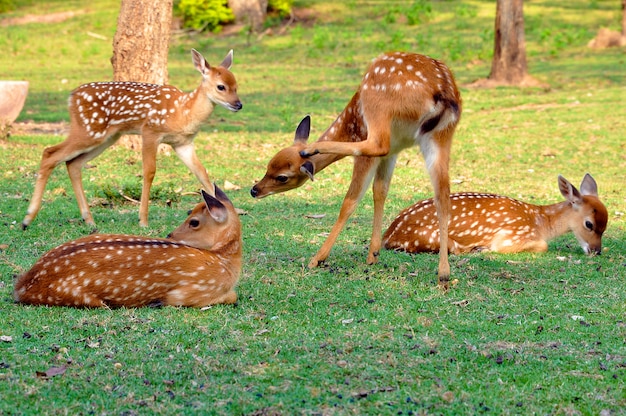 Sika Deer