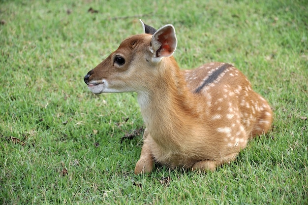 The Sika deer 