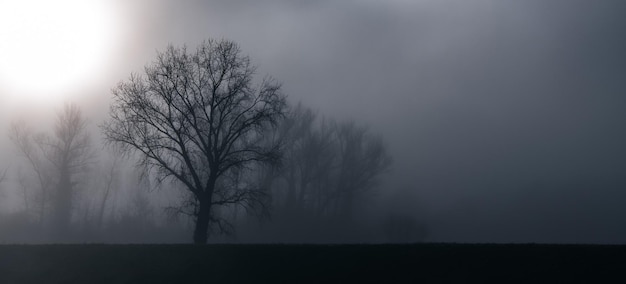 Silhouette of bare trees against a hazy landscape