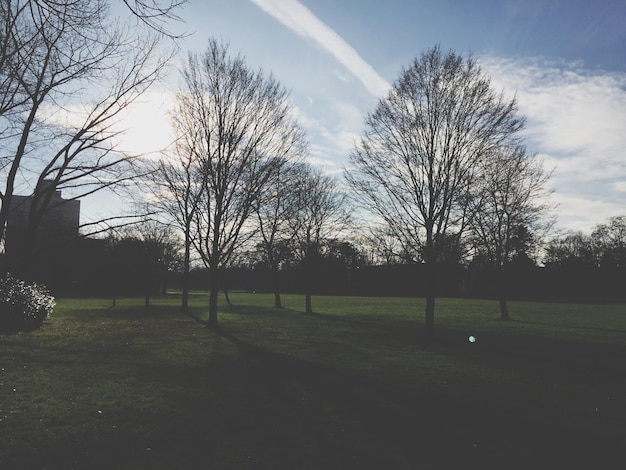 Photo silhouette bare trees on grassy field