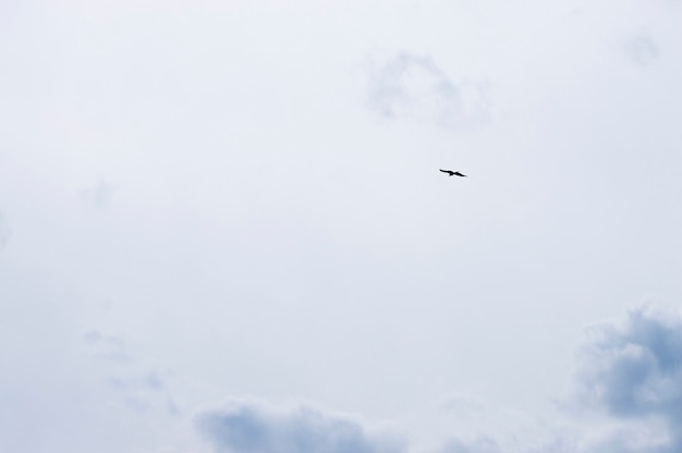 Silhouette bird on sky