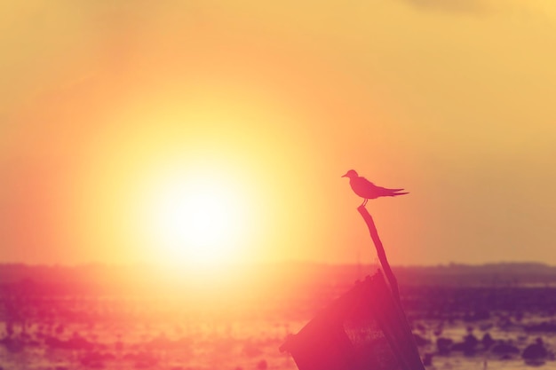 Silhouette of a bird standing on a fish trap in a large natural lake in Thailand is a waterfowl conservation area amidst the beautiful atmosphere of the morning sunrise