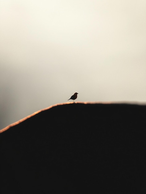 Photo silhouette of a bird at sunrise on a horizon