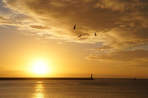 Silhouette birds flying over sea against sky during sunset