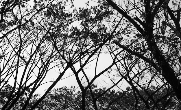 Silhouette black and white branch of trees foliage against the sky.