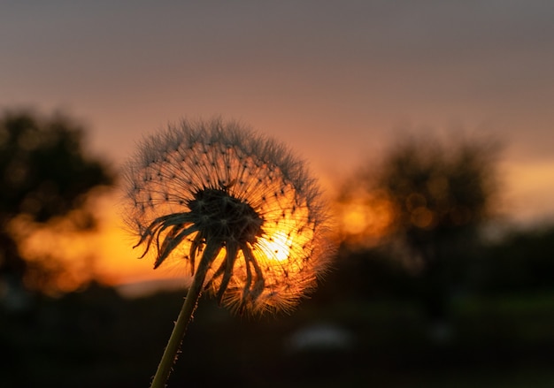 silhouette of a blossoming fluffy dandelion flower front view in the back light on the sunset